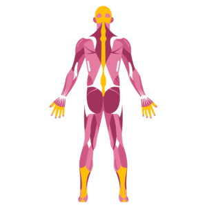 Système Ostéo-musculaire