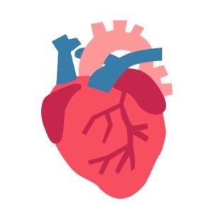 Système Cardiovasculaire