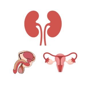 Système Urogénital