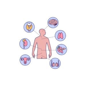 Système Endocrinien